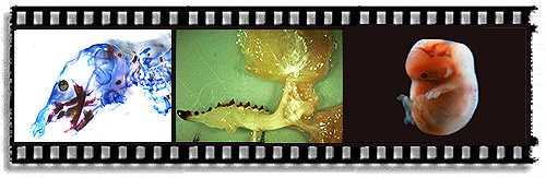 Becca wins NSF DDIG!!!