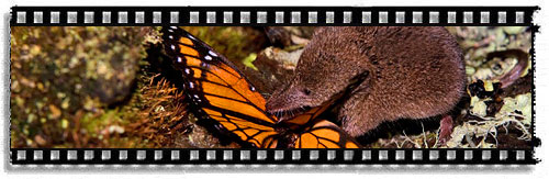 DragonMasters added to TenBestPhotos.com