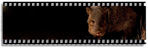Peccary piglets added to TenBestPhotos.com