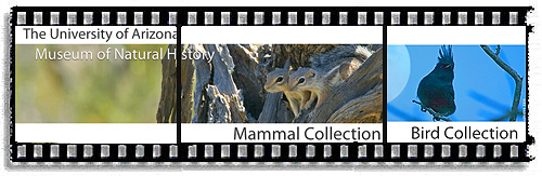 Alex Badyaev wildlife photos on UA Museum pages