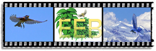 Renee is to present at UM YSS 2007 symposium