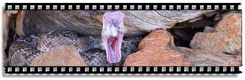 Living with snakes added to TenBestPhotos.com